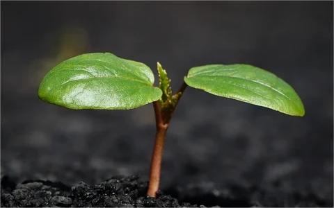 中國植物生長調(diào)節(jié)劑市場調(diào)查報告：2022年市場規(guī)模達(dá)到42億元