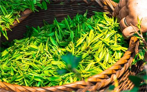 中國茶油市場(chǎng)發(fā)展現(xiàn)狀研究