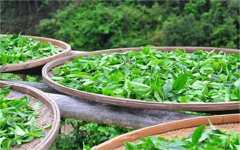 全球及中國(guó)茶油行業(yè)分析報(bào)告