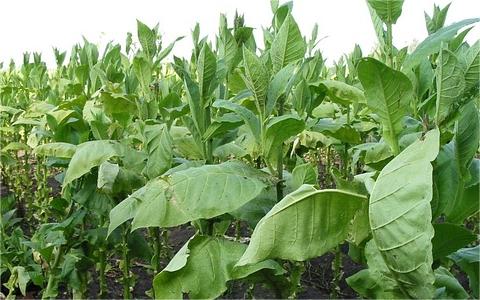 全球及中國(guó)煙草物流行業(yè)分析報(bào)告