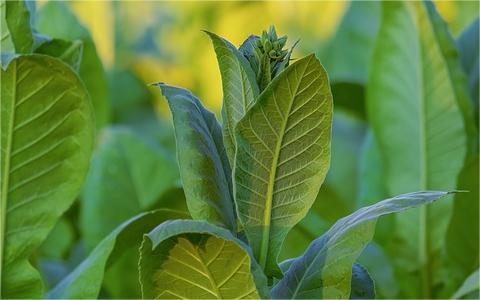 中國煙草物流行業(yè)發(fā)展壁壘分析及趨勢(shì)預(yù)測