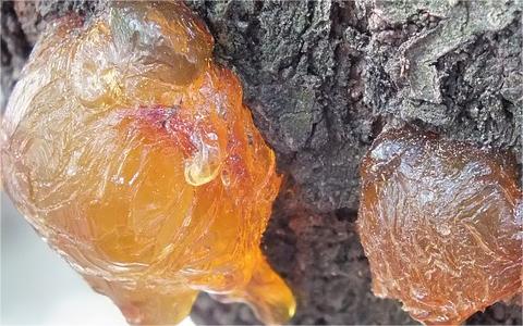 [調(diào)研報告]中國明膠市場全景圖譜 醫(yī)藥領(lǐng)域是主要需求來源